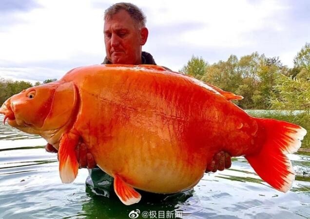钓爱好者钓到世界最大金鱼约61斤