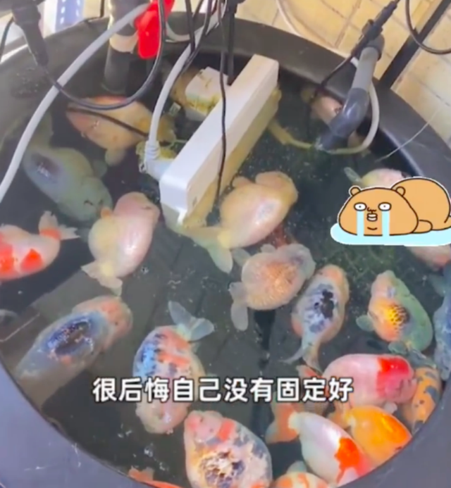 电排插掉进鱼缸致26条金鱼被煮熟