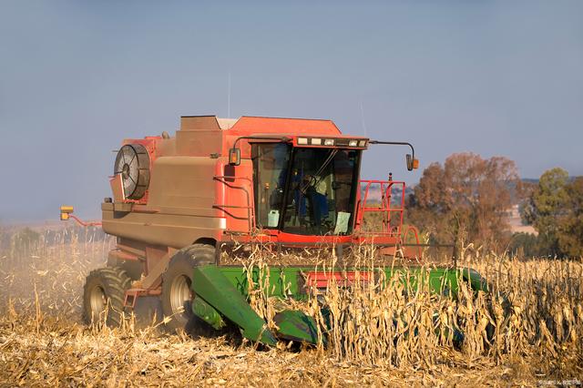 现代机械化收割小麦名场面