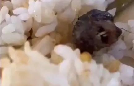 鼠头鸭脖实则异物为鼠头已确认(老鼠头当日就被