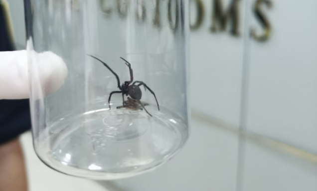 黑寡妇蜘蛛啥样子海关截获一只剧毒蜘蛛
