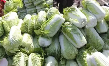 助力河南农户卖菜 农户蔬菜