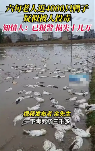 江西4000余只鸭子被投毒死亡2000只左右