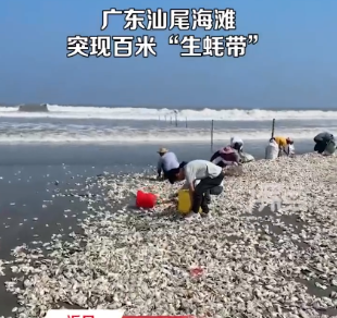 广东汕尾海滩现大量生蚝