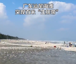 广东汕尾海滩现大量生蚝