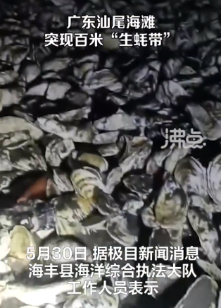 广东汕尾海滩现大量生蚝