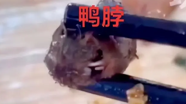啮齿类动物研究专家通过图片大概率确认为小老
